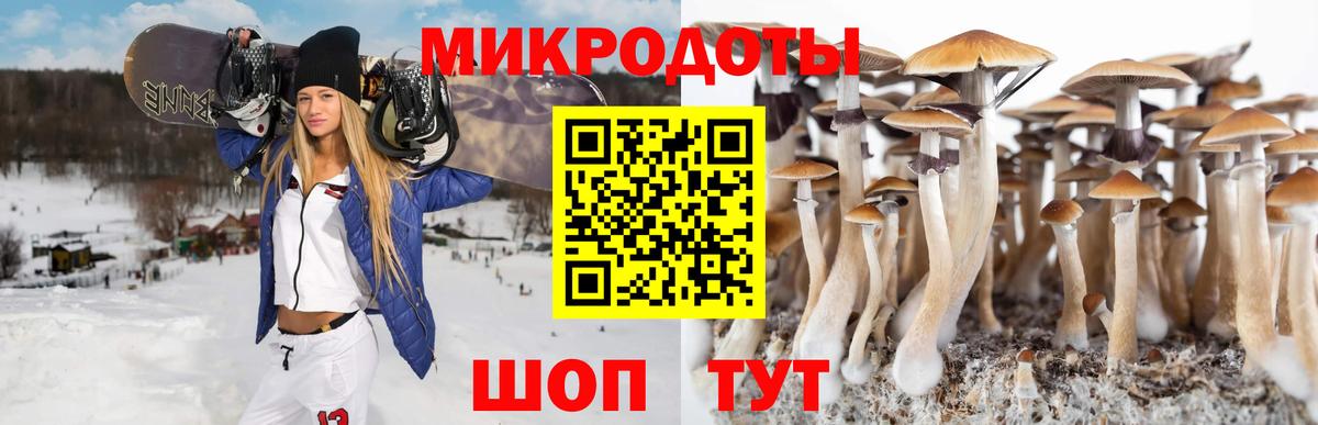 Псилоцибиновые грибы Psilocybine cubensis Ачхой-Мартан